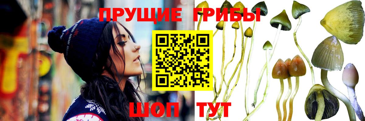 Псилоцибиновые грибы Cubensis  Вход с VPN  Ногинск 